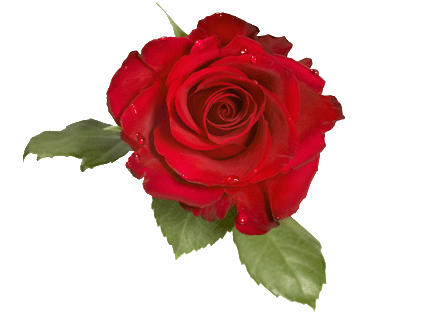 rose.gif
